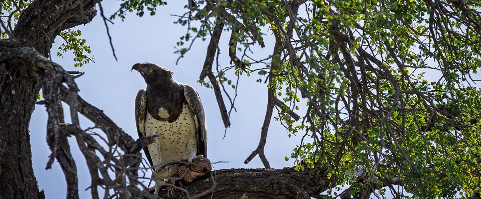 Makumu Safari Experiences Image (9)
